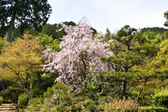 多宝塔横の枝垂桜