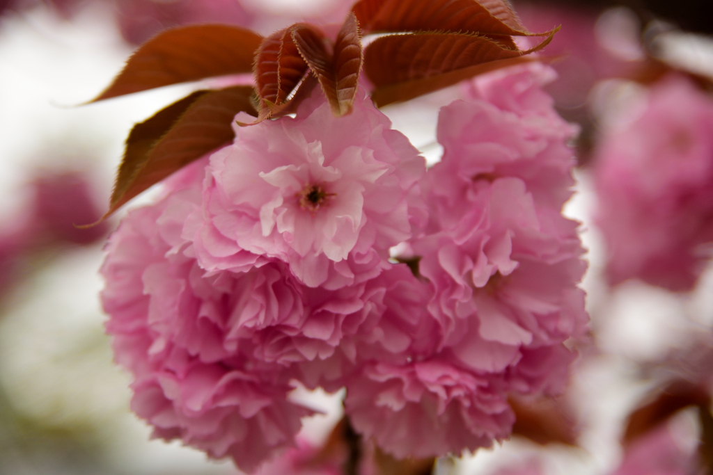 代打！八重桜♪