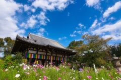 秋～秋桜寺♪