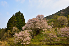 榛原の千年桜①