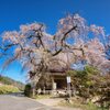 西光寺の枝垂れ桜
