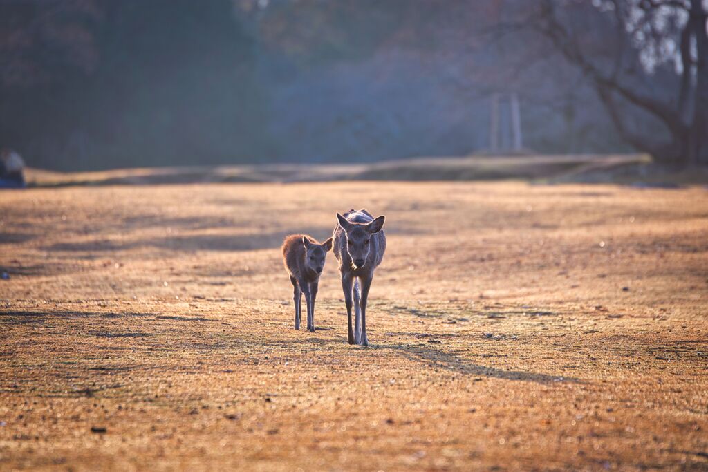 穏やかな朝　そこは飛火野