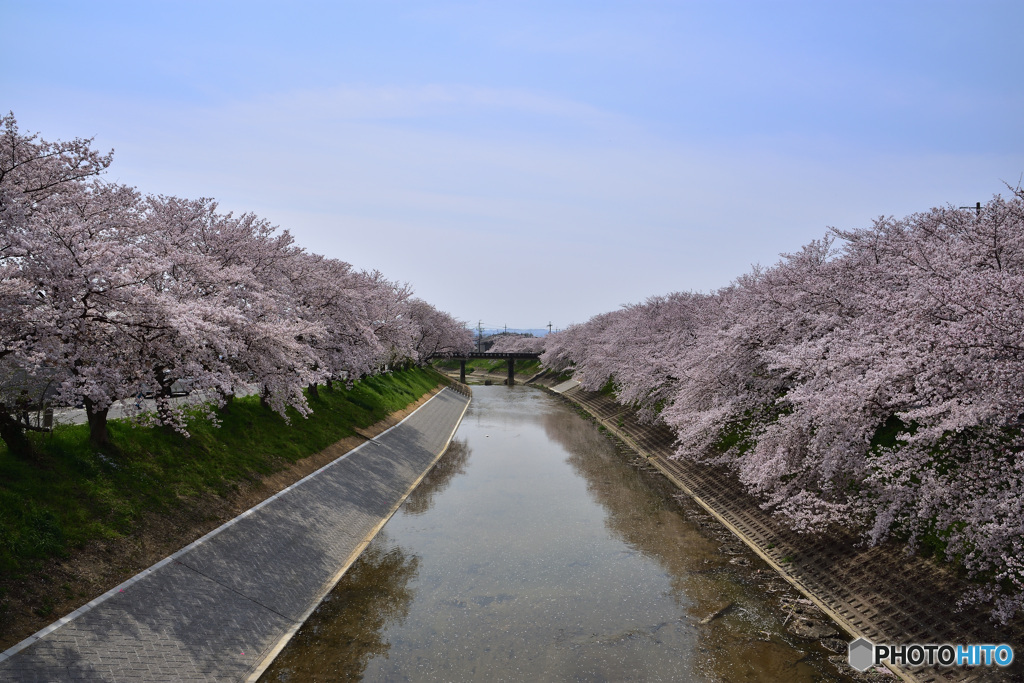 Cherry blossoms