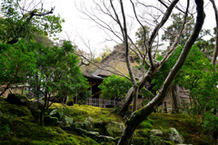 離れ茶室を見上げて・・　吉城園