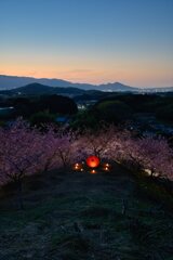 残照と河津桜の丘