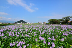 Water hyacinth