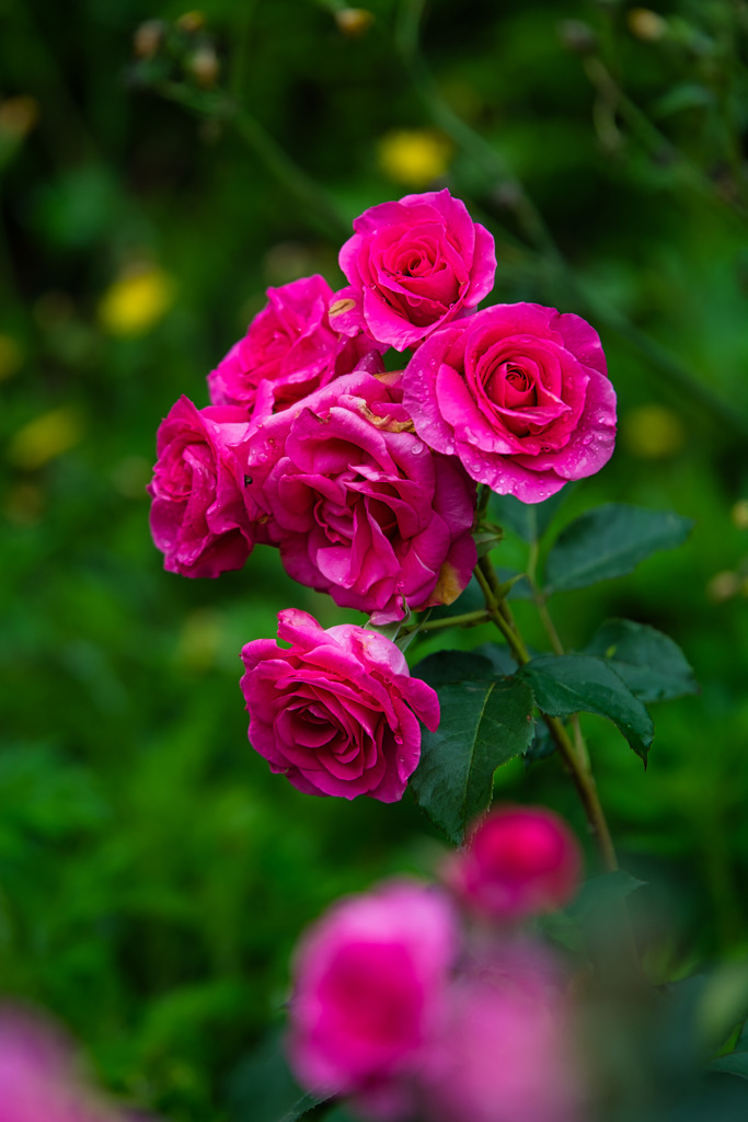 Rose Urara