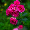 Rose Urara