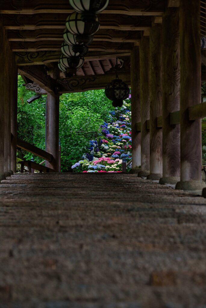 登廊の先・・・・・紫陽花