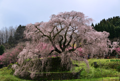 本郷の瀧桜