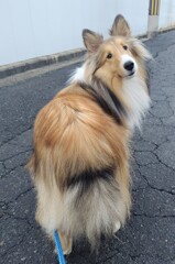 りくの近況(≧▽≦)