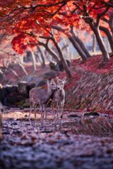 紅葉の名残～吉城川　其の弐