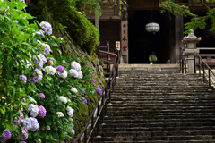 紫陽花のある寺　参