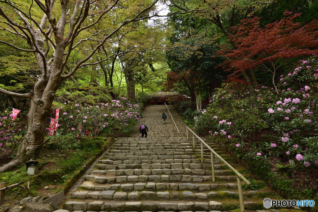 石楠花が飾る鎧坂