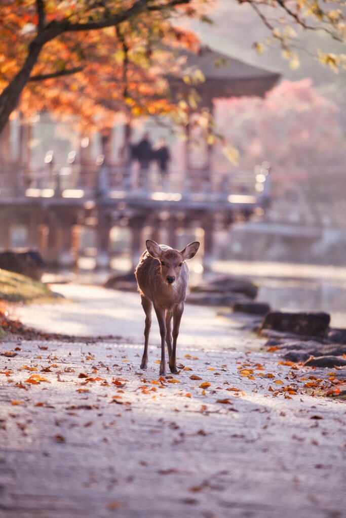 秋を感じて・・・行く