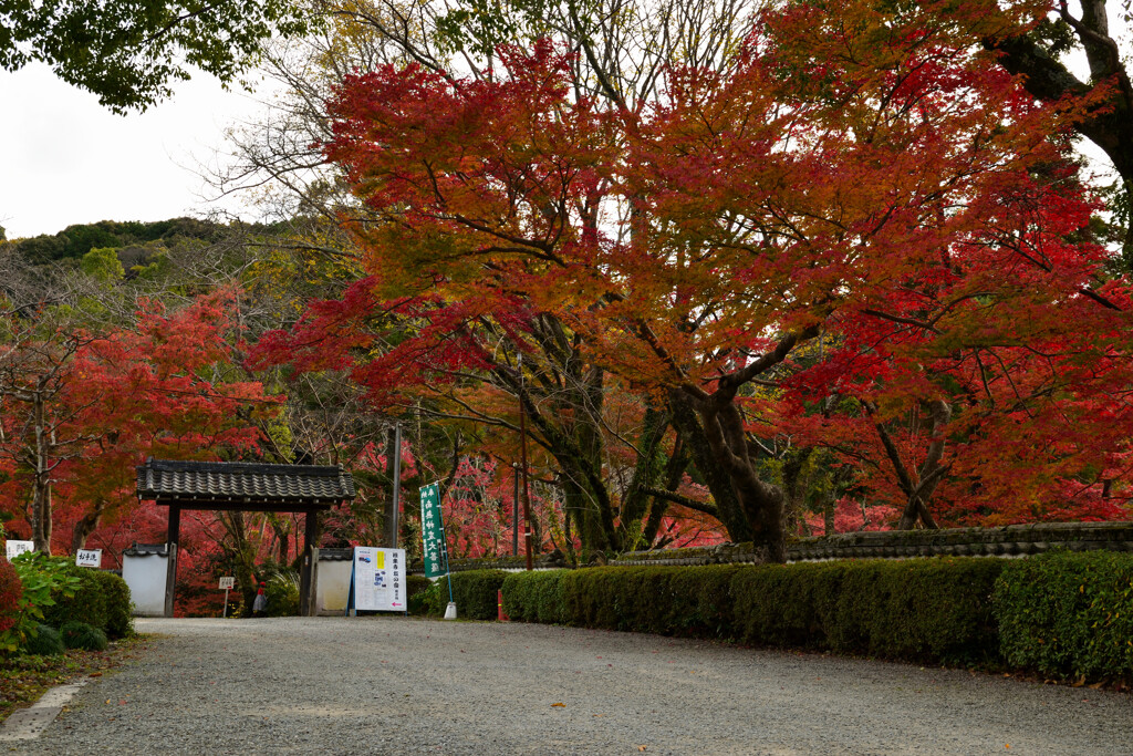 根来の紅葉　本坊前