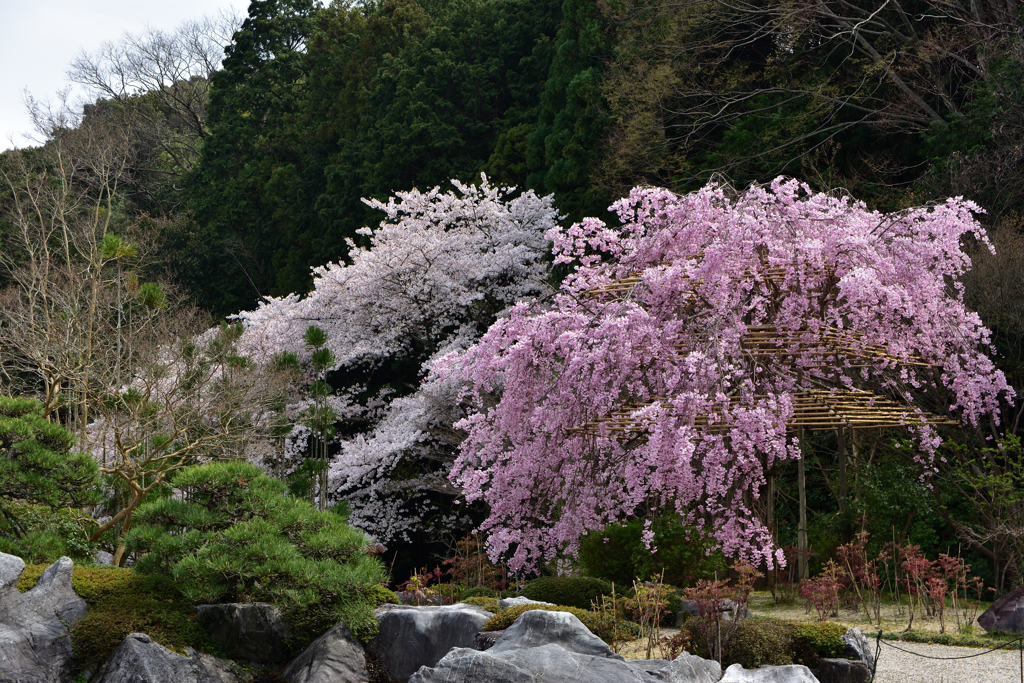 ２つの桜