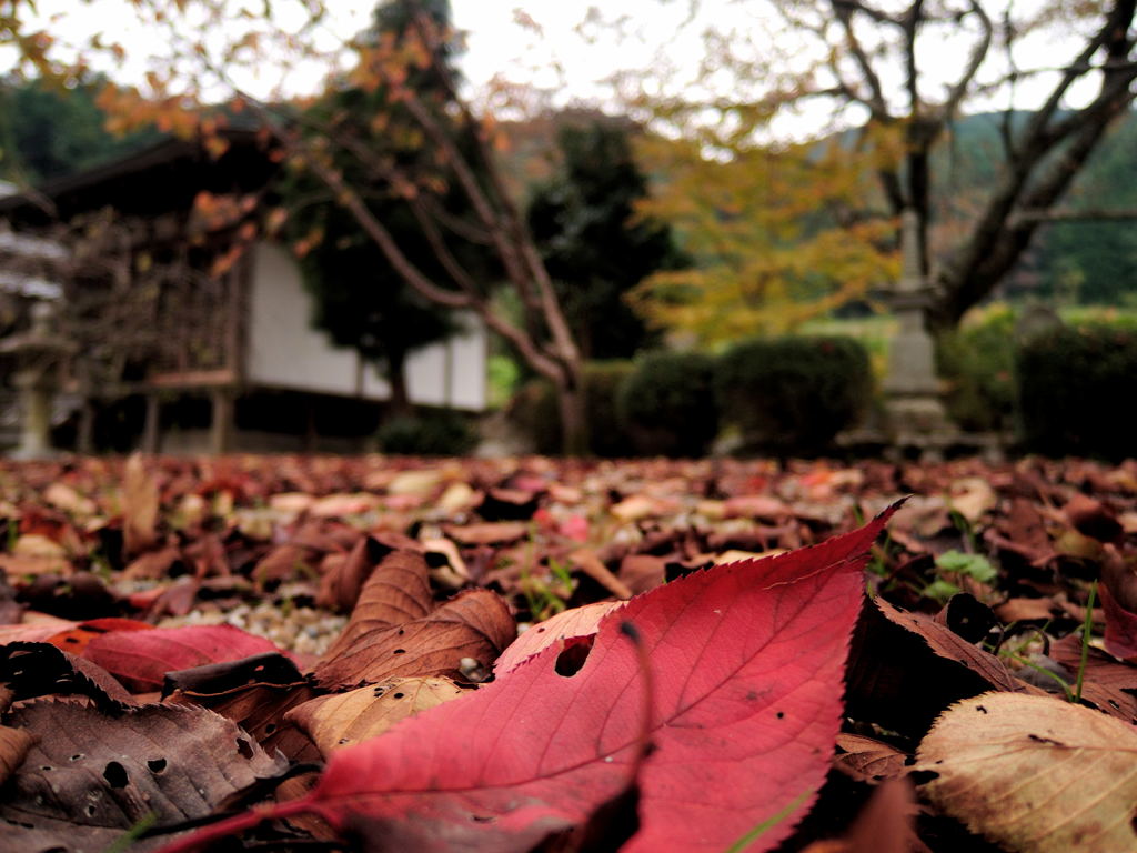 秋風　　伏見山菩提寺