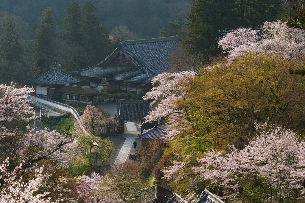 春の花の御寺～長谷寺　　其の参