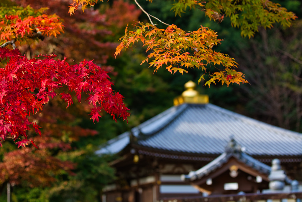 彩る
