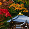 彩る