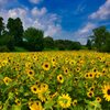 馬見の夏～弐