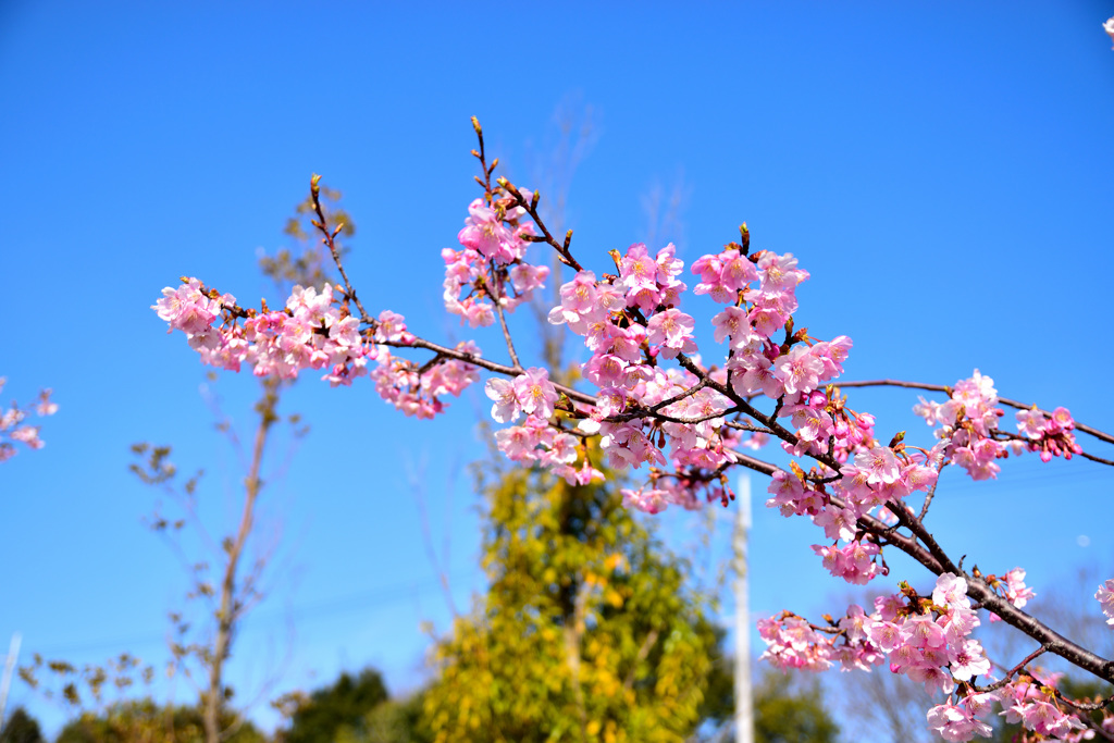 河津桜⑤