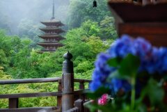 雨上がりの五重塔