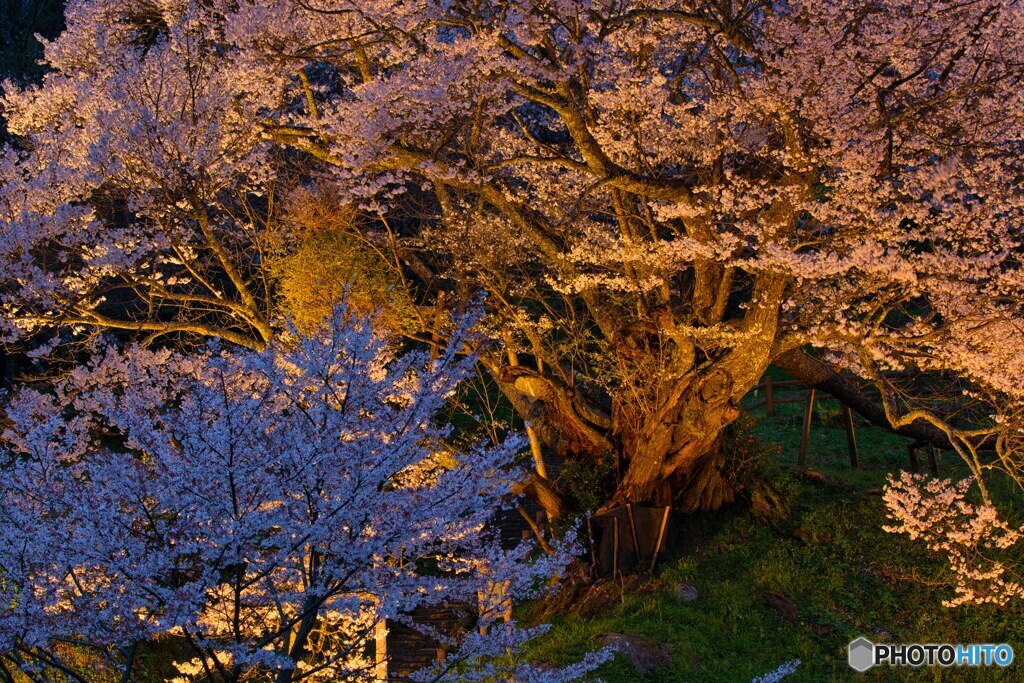 夜の千年桜～佛隆寺　③