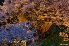 夜の千年桜～佛隆寺　③