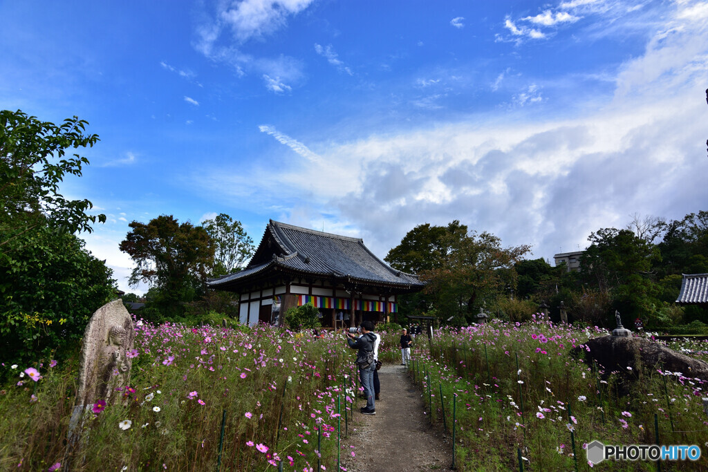 秋の般若寺19’ 其の弐