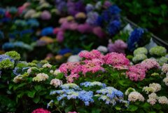Hydrangea Road