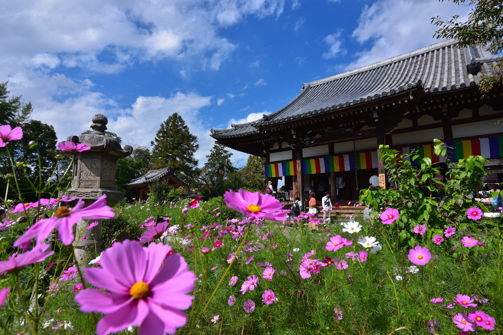 待ちわびた秋桜②