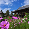 待ちわびた秋桜②