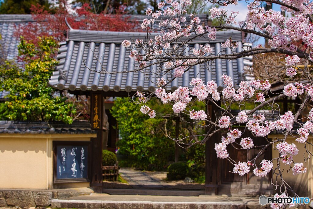 古寺の春～