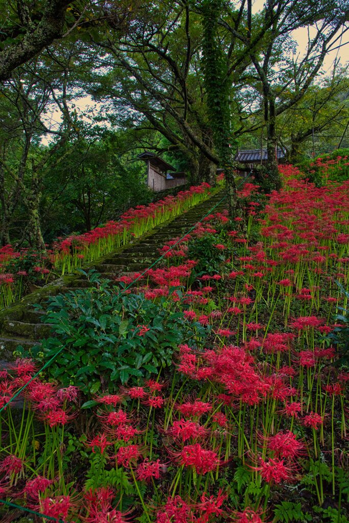 山寺を染める曼殊沙華～弐