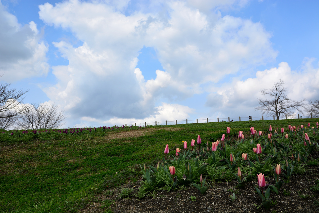 Early blooming neper