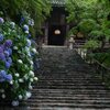 梅雨の下・・・咲く