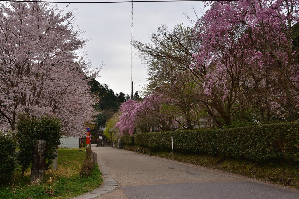 室生　大野寺の春②