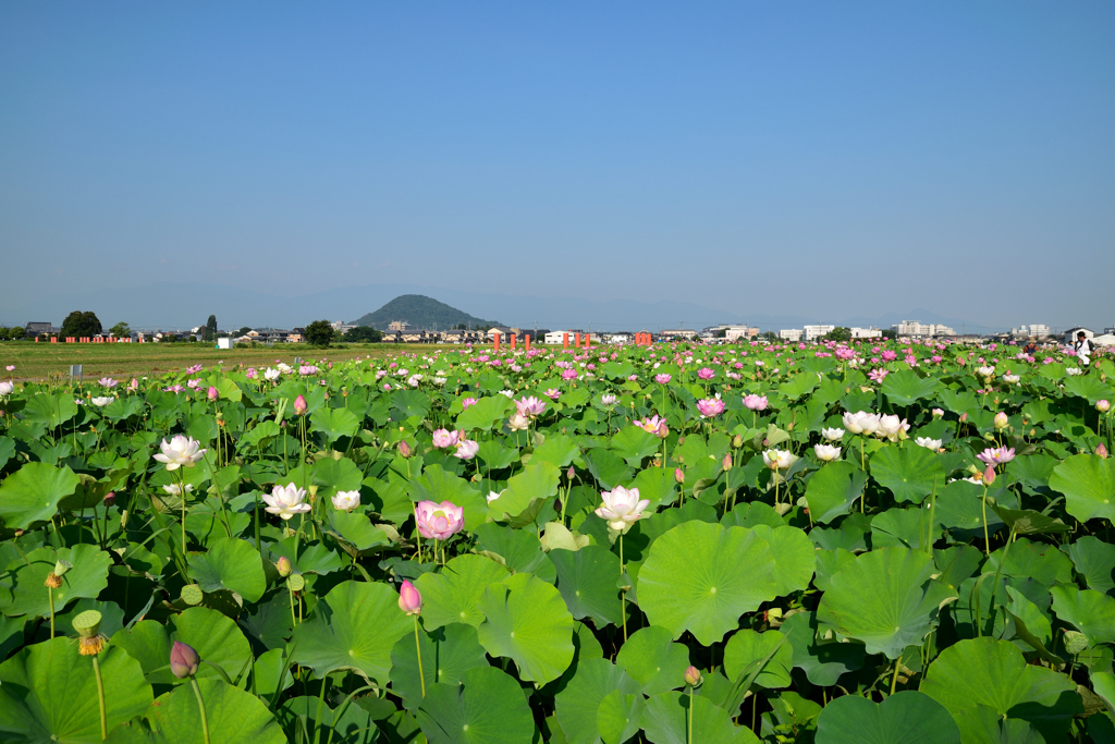 大和の地に咲き誇る