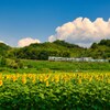 夏空と向日葵