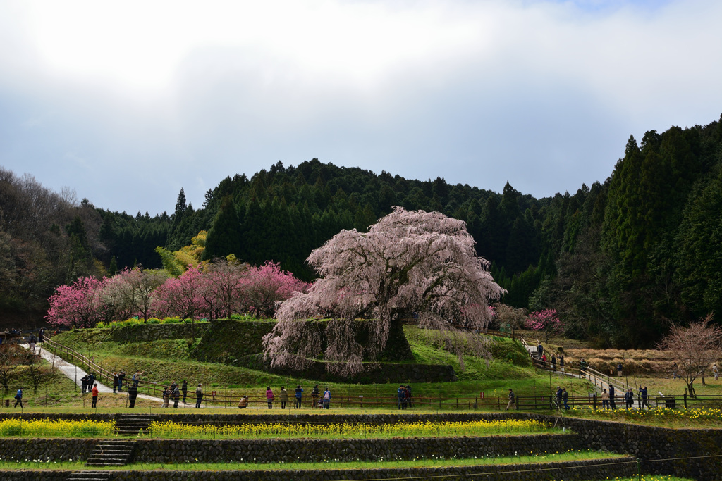 本郷の瀧桜　〈2〉