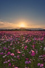 夕暮れと秋桜達