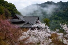 満開の花の御寺　参