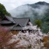 満開の花の御寺　参