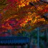 陽浴びて・・・輝く
