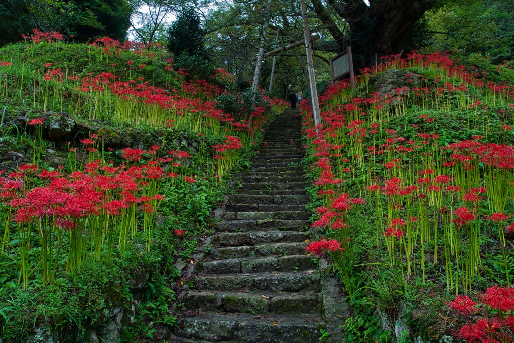 Red spider lily