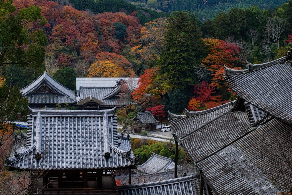 晩秋～紅葉に染まる花の御寺