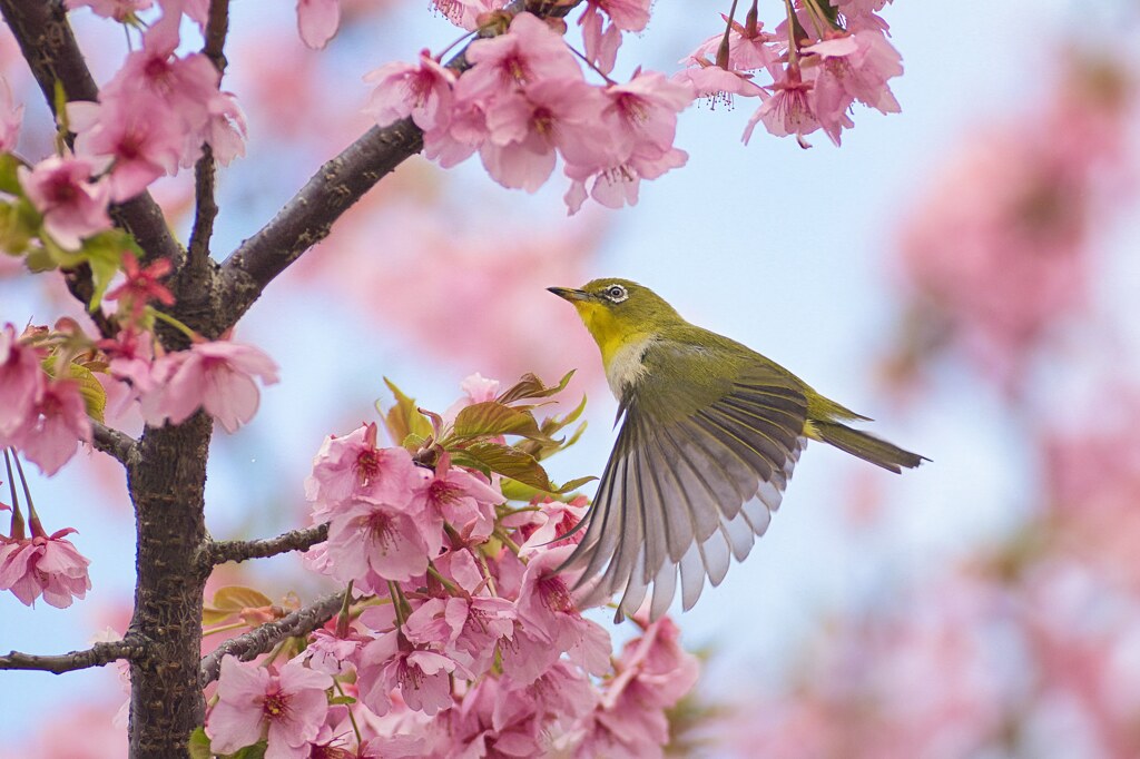 春を感じて　参