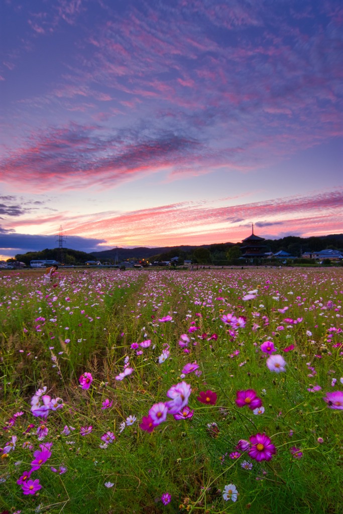 法起寺～夕暮れの秋桜　参